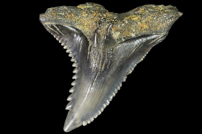 Hemipristis Shark Tooth Fossil - Virginia #96547
